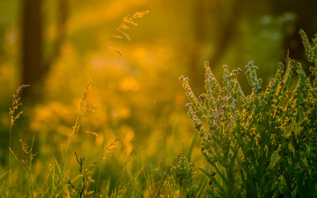 Tender & True – Stacey