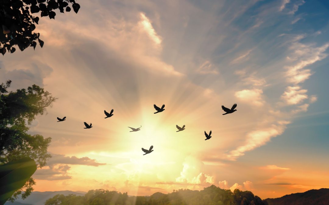 Amplifying the Flow of Light – Bernd