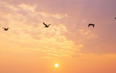 Welcoming Every Younger Part Home – Lucia