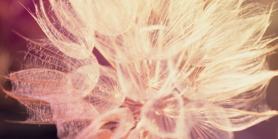 Old Stories Soften – Lucia